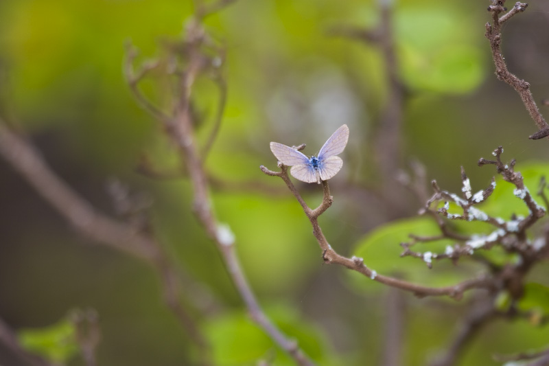 Galápagos Blue Butterfly